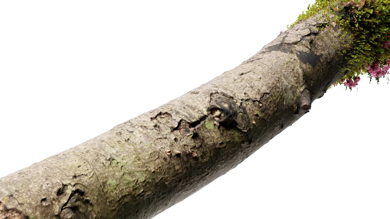 A long branch laid across the page as a divider.
