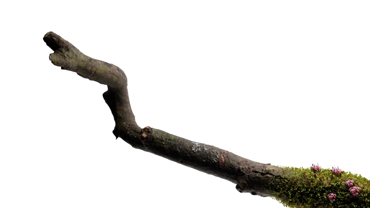 An organic branch growing across the frame, in moss and bloom.